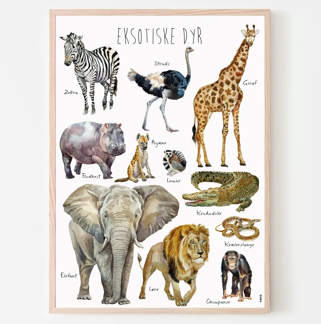 Abcleg Plakat - Eksotiske dyr A3 EksotiskedyrA3
