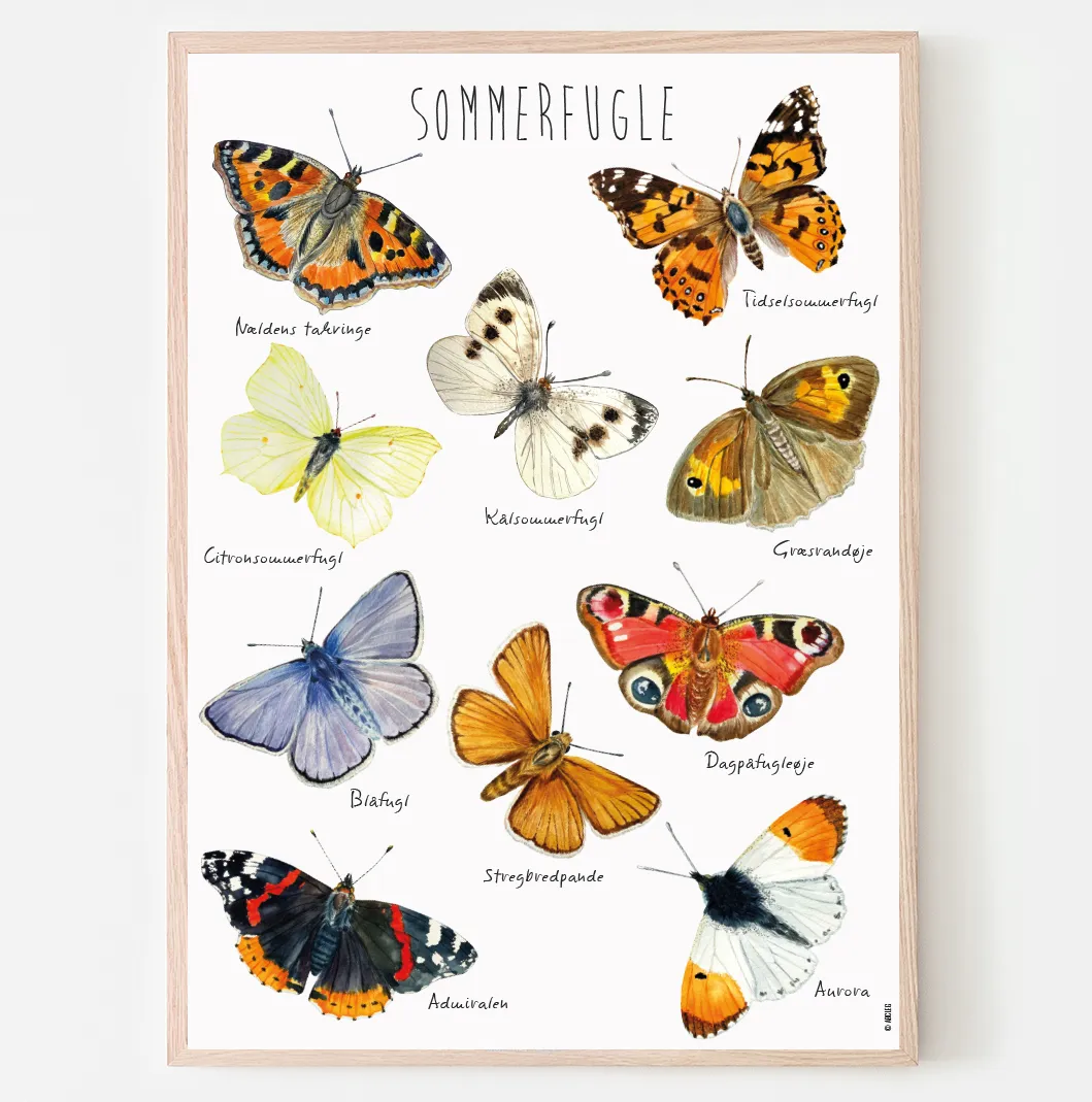 Abcleg Plakat - Sommerfugle-A3 (29.7 x 42) Sommerfugle-A3