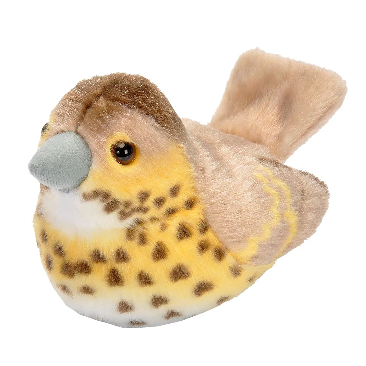 Sangfugl med lyd - Sangdrossel W808041