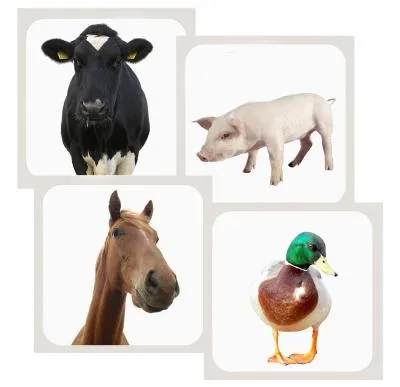 Flashcards med dyr, flag, hverdagsting