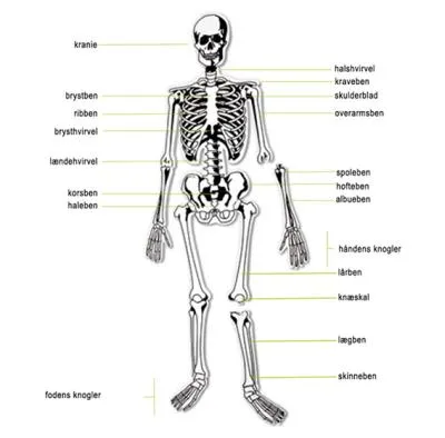 Det menneskelige skelet - forfra - med navne på udvalgte knogler